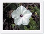 Ipomoea pandurata - Wild Potato Vine * 1600 x 1200 * (1.4MB)